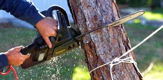 Best Storm Damage Tree Cleanup  in Lewisburg, TN