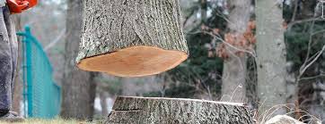 Best Fruit Tree Pruning  in Lewisburg, TN