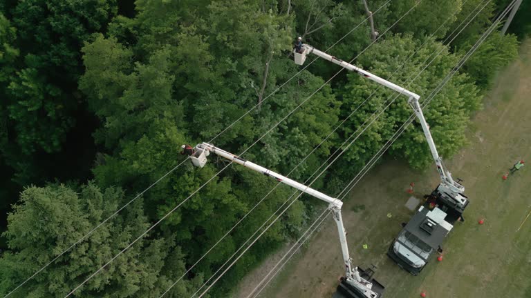 How Our Tree Care Process Works  in  Lewisburg, TN