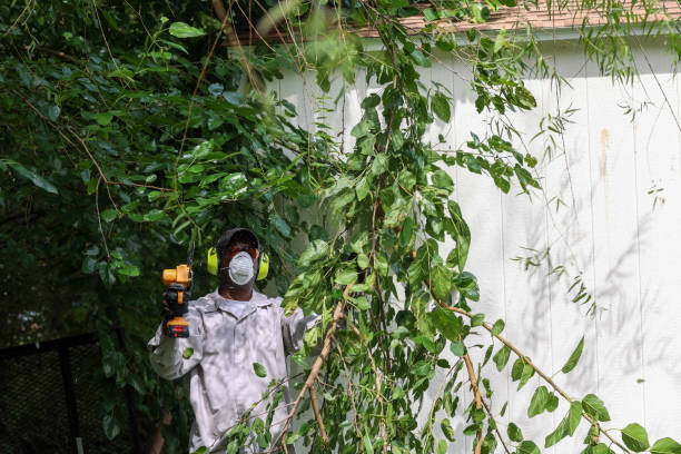 Best Tree Maintenance Programs  in Lewisburg, TN