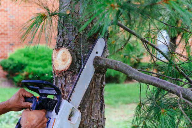 Best Lawn Mowing  in Lewisburg, TN